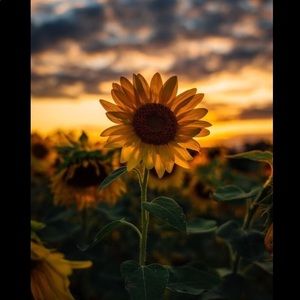 Meet your Posher, Dani